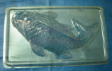 BIG KOI FISH Clear Plastic Jelly mould,24cm x 12cm