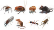 IKARI General Pest Management Services