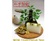 Chrysanthemum Soap