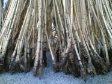 Raw Materials - Manau root